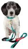Dog Helios Neo-Indestructible Easy-Tension Sporty Embroidered Thick Durable Pet Dog Leash And Collar - Aqua Blue - Medium