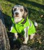 Reflecta-Glow Reflective Waterproof Adjustable Pvc Pet Raincoat - Medium