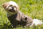 Galore Back-Buckled Fashion Wool Pet Coat - Medium