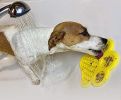 AH PAW Calming Lick Pad ‚Äì 2 PACK - Yellow