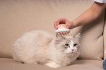 Pet Life 'Scwubba' Handheld Bathing Brushing and Massaging Soft Flexible Grooming Pet Comb - Pink