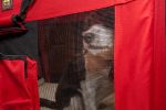 Folding Deluxe 360 Vista View House Pet Crate - X-Large