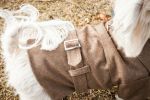 Galore Back-Buckled Fashion Wool Pet Coat - Small