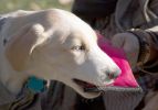 Active-Life Extreme Neoprene Floatation Tug-N-Pull Chew-Tough Dog Toy - DT9RD