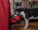 Folding Deluxe 360 Vista View House Pet Crate - X-Small