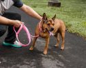 Pet Life 'Aero Mesh' 2-In-1 Dual Sided Comfortable And Breathable Adjustable Mesh Dog Leash-Collar - Pink - Medium
