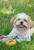 Rubberized Pet Chew Rope And Tire - DT1YL